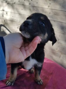 Whatsapp Image 2024 04 04 At 6.38.42 Pm (3)