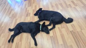 Whatsapp Image 2024 07 27 At 22.51.33 (1)