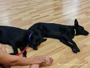 Whatsapp Image 2024 07 27 At 22.51.35