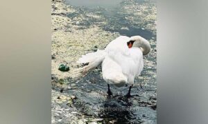 1723221088396 50114 S4