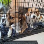 Whatsapp image 2025 09 26 at 12.54.44