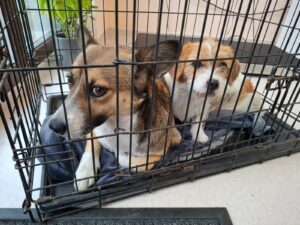 Whatsapp image 2025 09 26 at 12.54.44