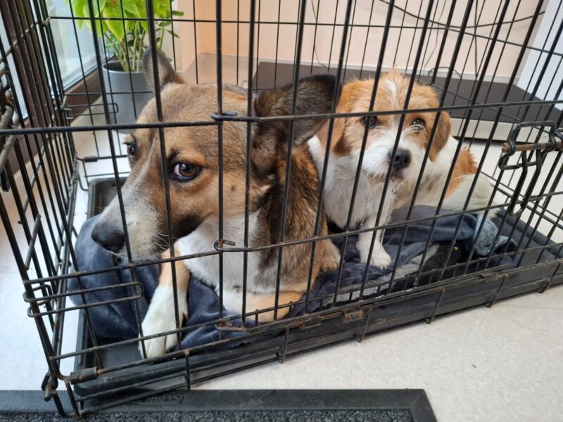 Whatsapp image 2025 09 26 at 12.54.44