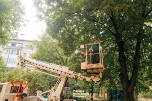 Curatenie spatii verzi 3