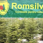 FOTO ARHIVA ROMSILVA POMI CRACIUN