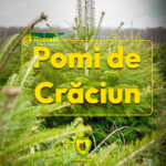 POMI CRACIUN ROMSILVA