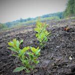 FOTO ROMSILVA CAMPANIE IMPADURIRI