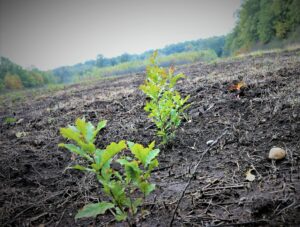FOTO ROMSILVA CAMPANIE IMPADURIRI