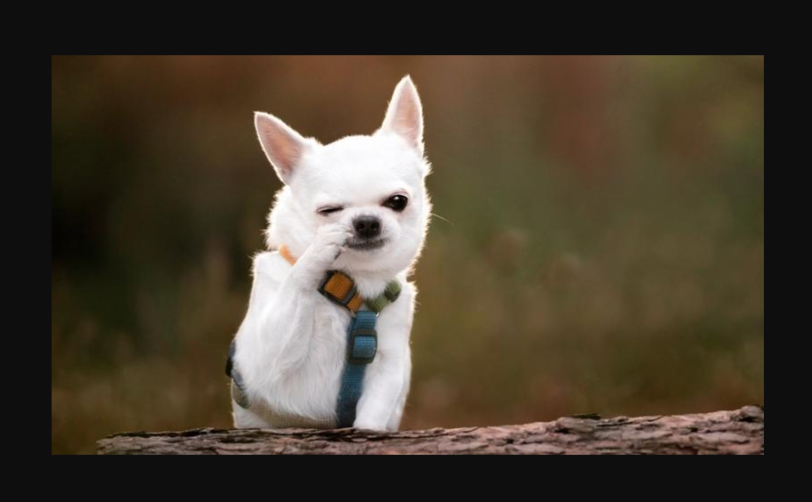 Opera Snapshot 2026 03 26 170600 adoptie.jpg