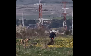 Poliția Animalelor Cluj sancționează un proprietar din Florești pentru dresaj abuziv și lipsa vaccinării