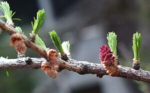 Lecția Laricelui: Peste 1.000 de copii și 1.000 de puieți încheie „Luna Pădurii” 2026 în 9 școli din zona Carpaților