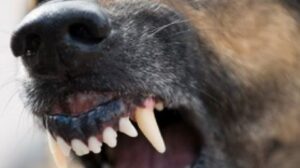Jud. Cluj – Incident șocant: copil de 10 ani atacat și rănit grav de un câine de talie mare